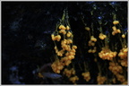 Бадамия сумчатая или пузырчатая (Badhamia utricularis)