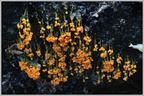 Бадамия сумчатая или пузырчатая (Badhamia utricularis)