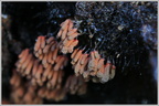 Арцирия обнажённая (Arcyria denudata)