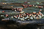 Арцирия обнажённая (Arcyria denudata)