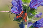 Пестрянка пурпурная (Zygaena purpuralis)