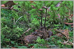 Аурискальпиум обыкновенный (Auriscalpium vulgare)