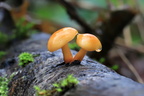 Опёнок зимний или Зимний гриб (Flammulina velutipes)