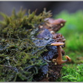 Опёнок зимний или Зимний гриб (Flammulina velutipes)