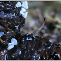 Цибория лещиновая (Ciboria coryli)