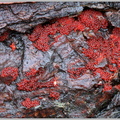 Нектрия ярко-красная (Nectria coccinea)