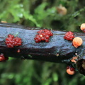 Нектрия киноварно-красная (Nectria cinnabarina)