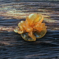 Дрожалка листоватая (Tremella foliacea)
