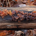 Дрожалка листоватая (Tremella foliacea)
