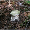 Бледная поганка Amanita phalloides