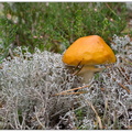 Мухомор оранжевый Amanita fulva