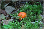 Мухомор оранжевый • Amanita fulva