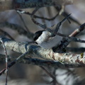 Буроголовая гаичка или пухляк (Parus montanus)