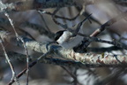 Буроголовая гаичка или пухляк (Parus montanus)